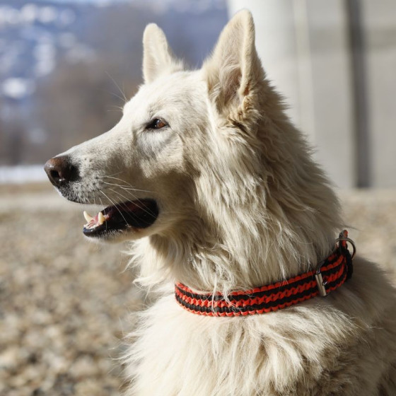Cordell paracord adjustable collar Lassie for dogs reflective orange