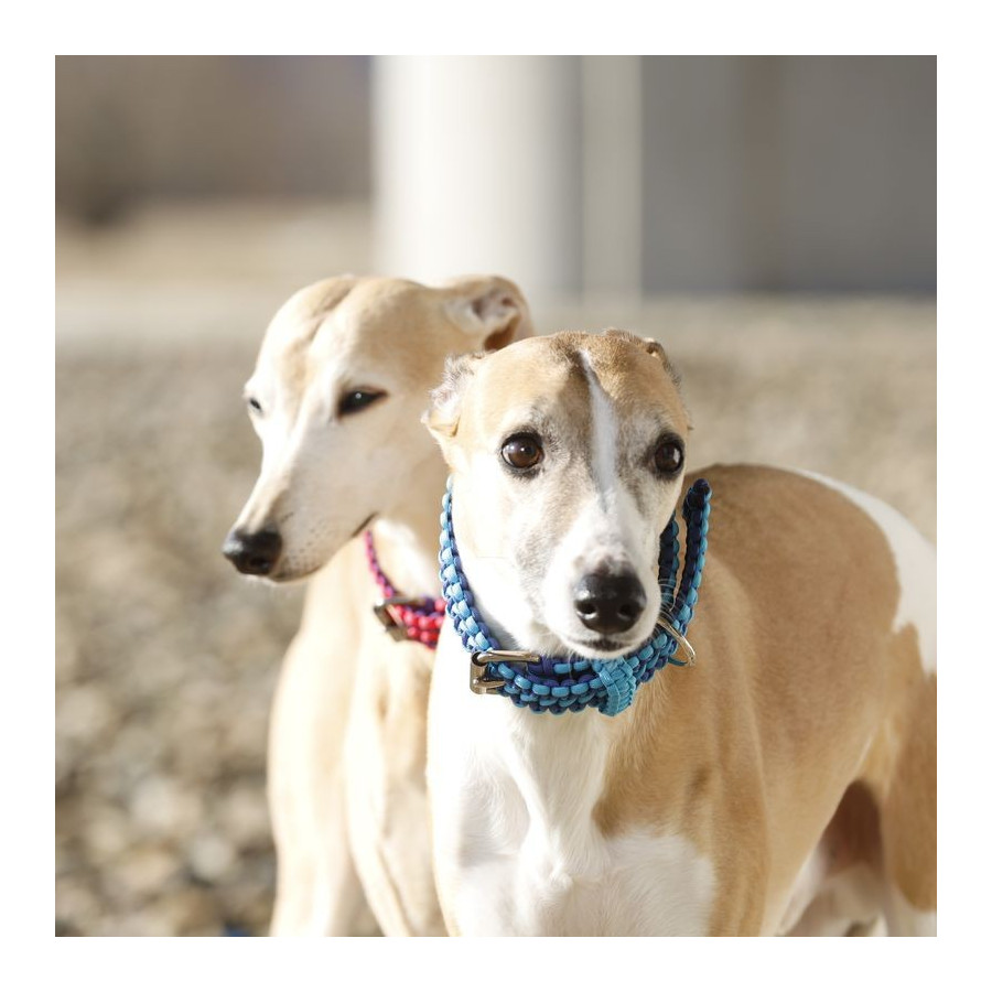 Cordell paracord nastavitelný obojek Lassie pro psy modrý